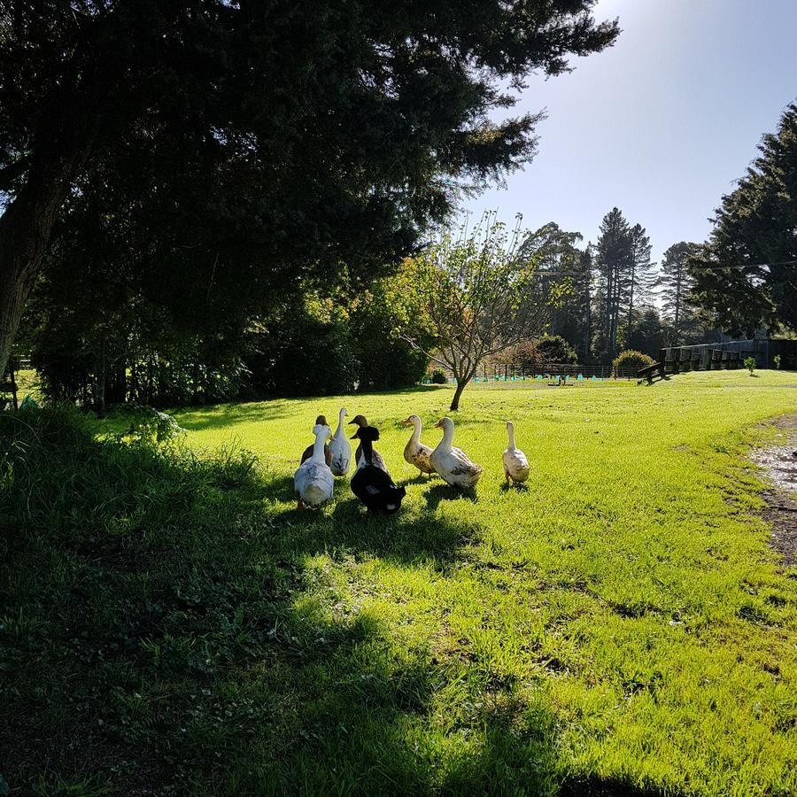 Poripori Homestead Tauranga Exterior photo